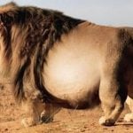 Veterinarians Shocked by What They Found in This Giant Lion’s Ultrasound!