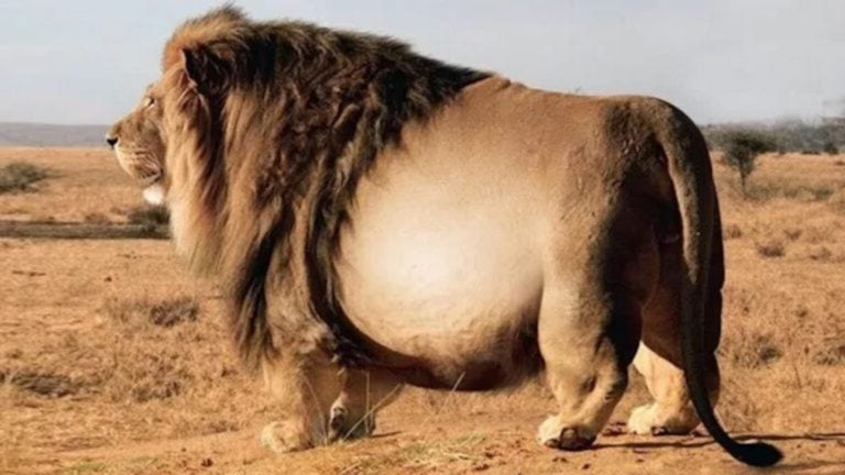 Veterinarians Shocked by What They Found in This Giant Lion’s Ultrasound!